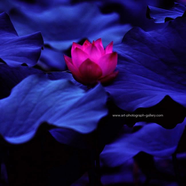 lotus blue