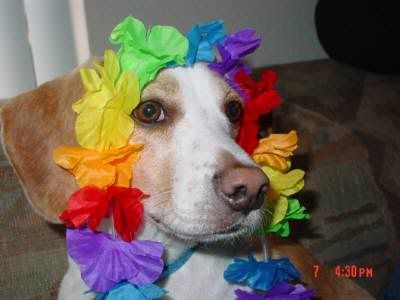 2e500b54.jpg Lightning the Dog image by pdx_princess