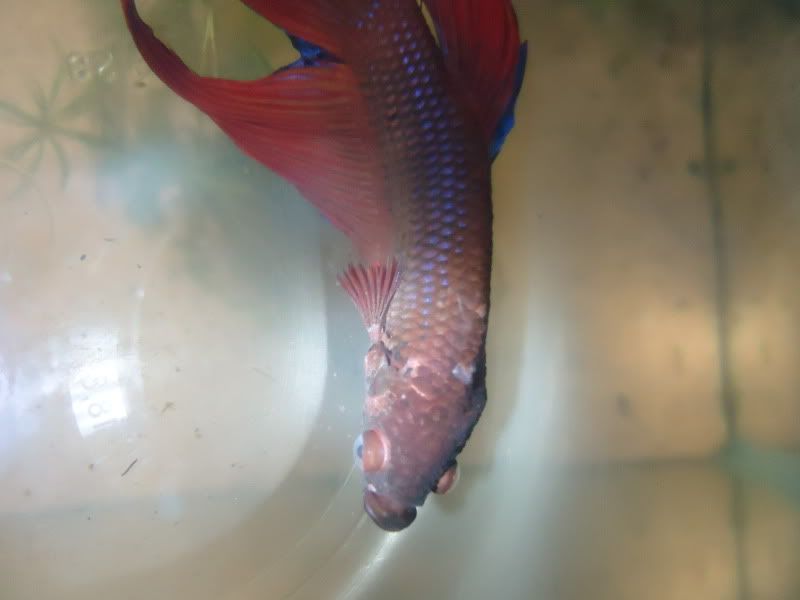 Scales falling off? Betta Fish Forum