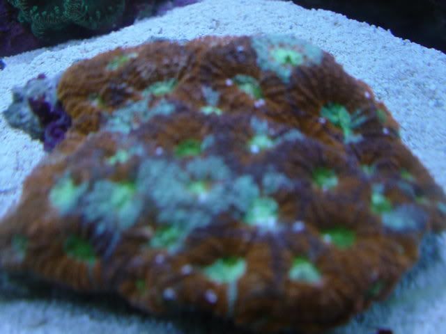 Post your favorite LPS Pic's - Page 8 - Reef Central Online