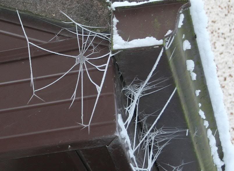 Frozenspiderweb.jpg?t=1262947018