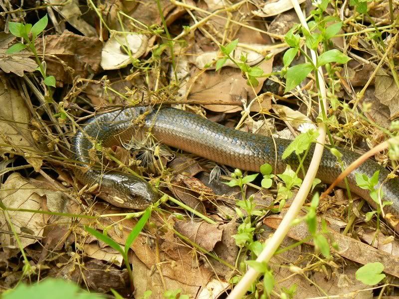 1-6.jpg image by Snake20cm