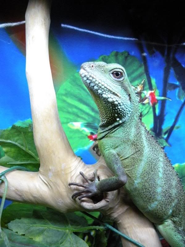 FINALLY finished Water Dragon Viv Build Reptile Forums