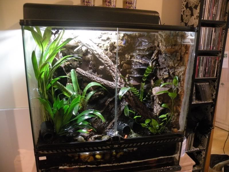 poison dart frog vivarium