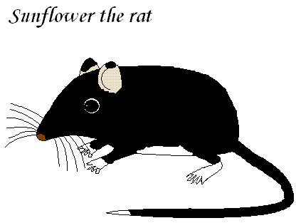 Animated Rat Images