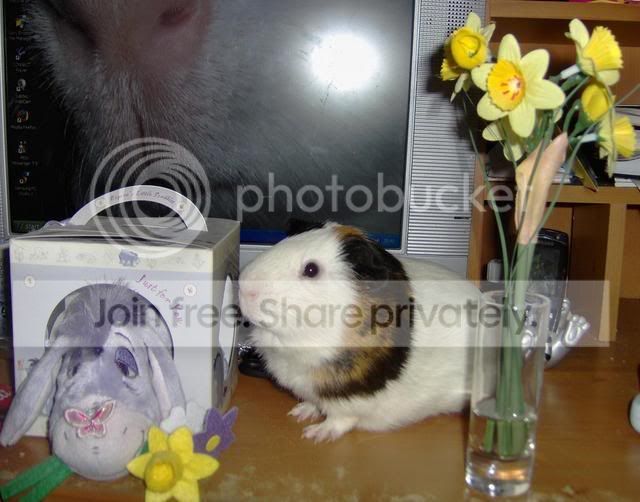 Debs111Simba4.jpg