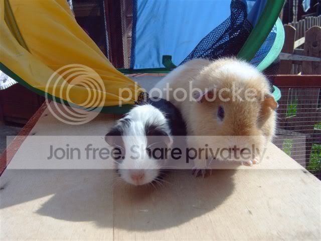 smilerpigletbutters11.jpg
