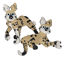 Mixified Poodles