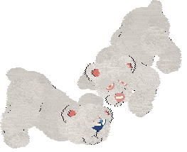 Polar Bears