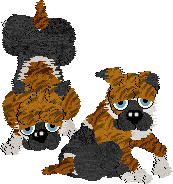 Tabbyrific Bullies