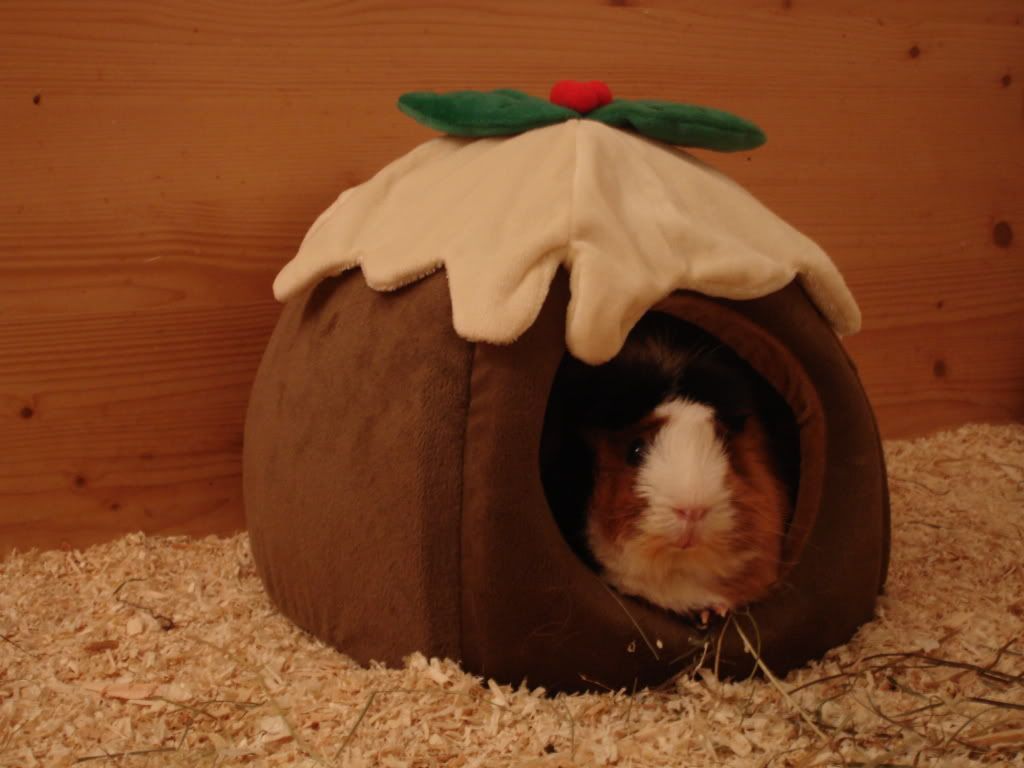 18122009Esweihnachtetsehr022.jpg