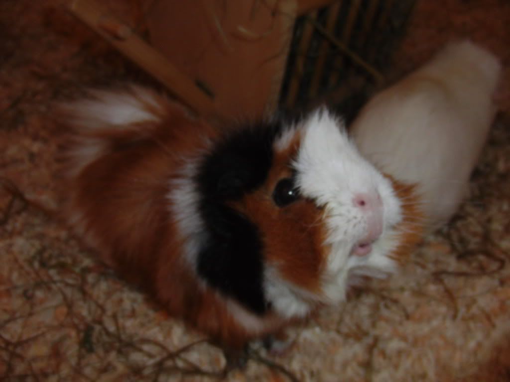 piggyshoot021.jpg