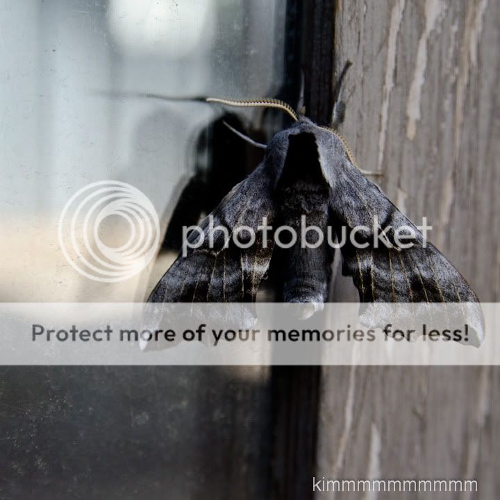 https://i22.photobucket.com/albums/b320/lucky795/06_03_11Moth_3.jpg