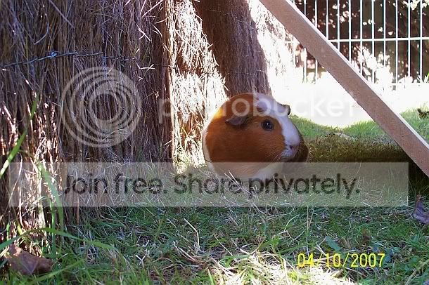 PigsOctgardStrawb1.jpg