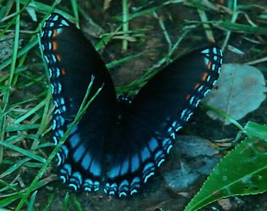 Butterfly