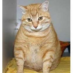 img.jpg