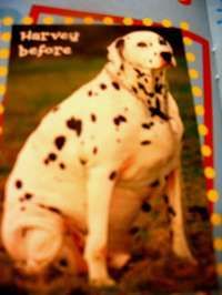 perro_obeso_ch.jpg