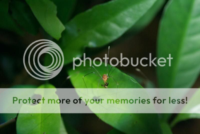 大埔虫仔园--夜虫