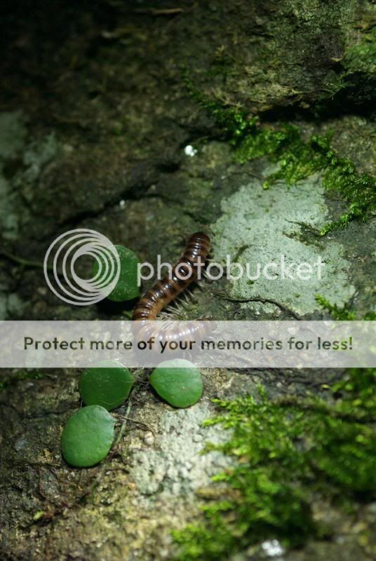 大埔虫仔园--夜虫