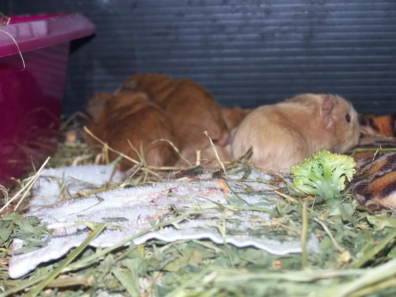 Lulusbabies270311001.jpg
