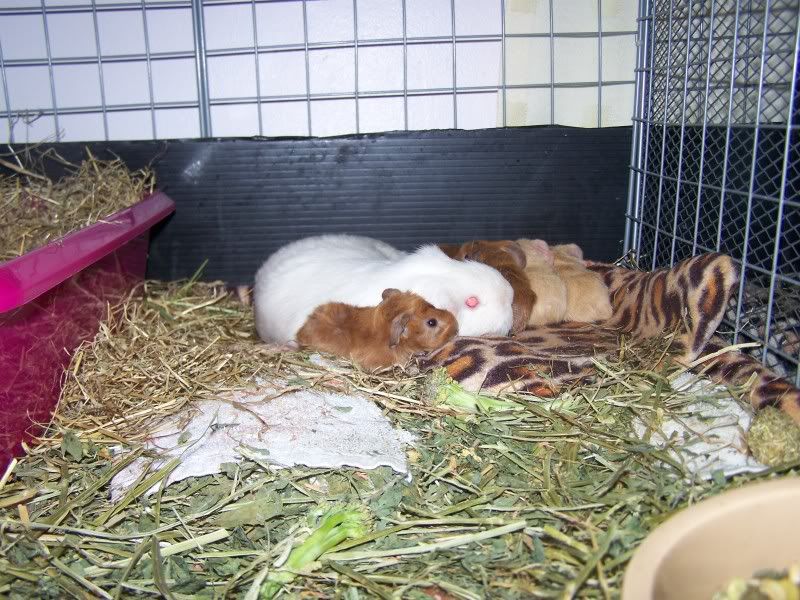 Lulusbabies270311004.jpg