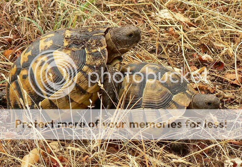 Testudinae - Testudo graeca ibera en Dobrogea, Rumanía - Tortugas ...