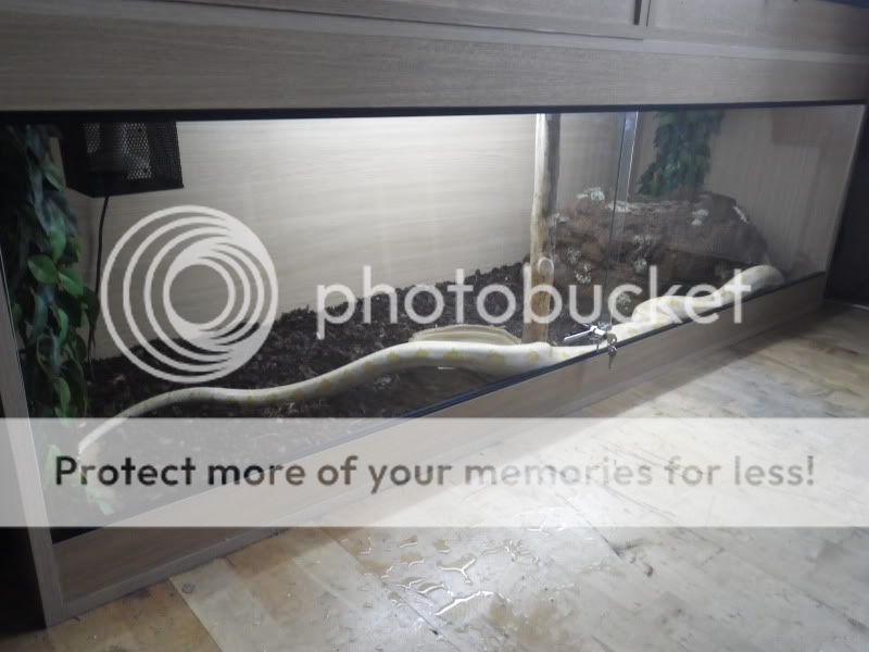 Large Naturalistic Snake Hide (pic heavy) | Reptile Forums