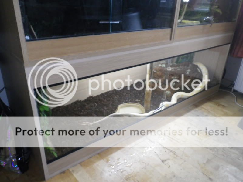 Large Naturalistic Snake Hide (pic heavy) - Reptile Forums